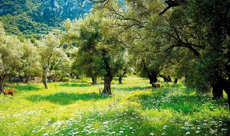 ΕΛΑΙΟΚΟΜΙΚΟ ΜΗΤΡΩΟ